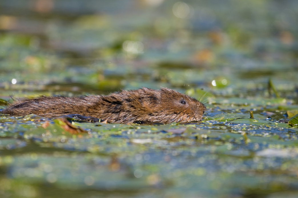 Water voles The Wildlife Trusts